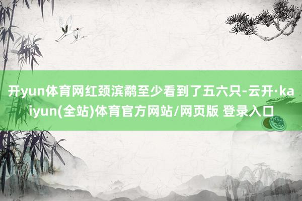 开yun体育网红颈滨鹬至少看到了五六只-云开·kaiyun(全站)体育官方网站/网页版 登录入口